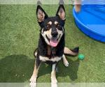 Small #1 German Shepherd Dog Mix
