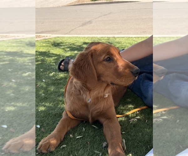 Medium Photo #3 Golden Retriever Puppy For Sale in CHINO VALLEY, AZ, USA