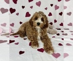 Small #1 Cavapoo (Standard)