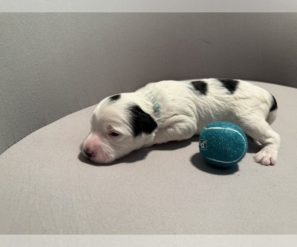 Medium Photo #13 Bernedoodle (Miniature) (+ Poodle Miniature) Puppy For Sale in BREA, CA, USA