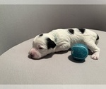 Small Photo #13 Bernedoodle (Miniature) (+ Poodle Miniature) Puppy For Sale in BREA, CA, USA