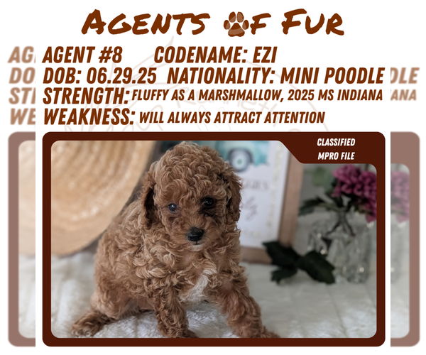 Medium Photo #38 Poodle (Miniature) Puppy For Sale in GOSHEN, IN, USA