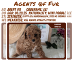 Small #9 Poodle (Miniature)