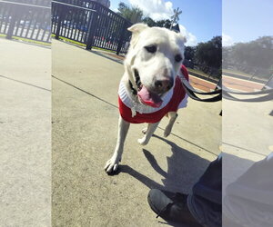 Labrador Retriever-Unknown Mix Dogs for adoption in Sanford, FL, USA