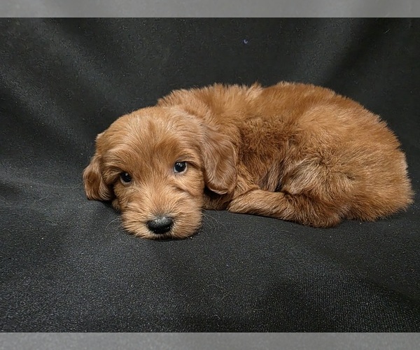 Medium Photo #3 Goldendoodle Puppy For Sale in DUBLIN, TX, USA