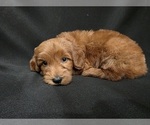 Small #2 Goldendoodle