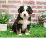 Small #8 Bernese Mountain Dog