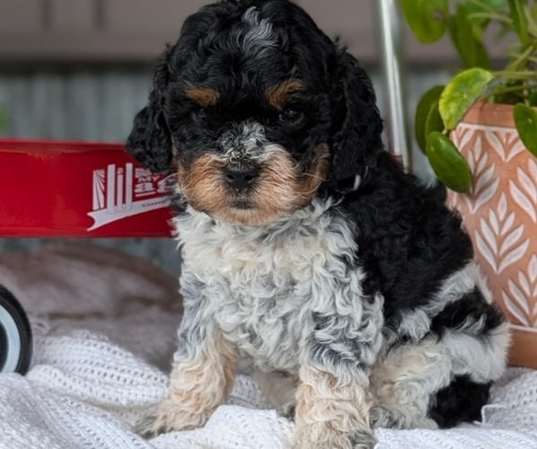 Medium Photo #36 Cockapoo (Miniature) Puppy For Sale in GOSHEN, IN, USA
