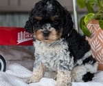 Small Photo #36 Cockapoo (Miniature) Puppy For Sale in GOSHEN, IN, USA