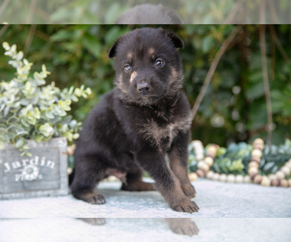 Medium Photo #2 German Shepherd Dog Puppy For Sale in GRABILL, IN, USA
