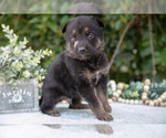 Small #1 German Shepherd Dog