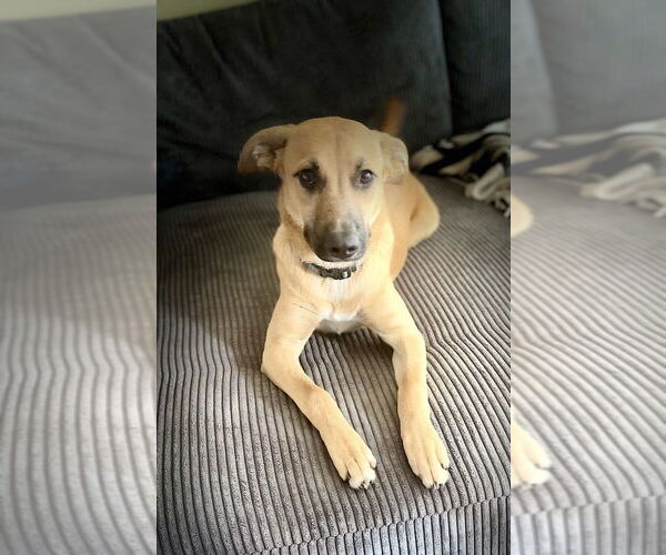 Medium Photo #7 Black Mouth Cur-Unknown Mix Puppy For Sale in San Diego, CA, USA