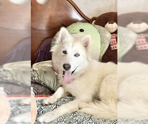 Huskies -Unknown Mix Dogs for adoption in San Francisco, CA, USA