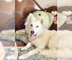 Small Huskies  Mix