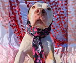 Small #9 American Bulldog Mix