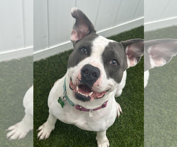 Medium Photo #18 American Bulldog Puppy For Sale in Pompano Beach , FL, USA