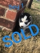 Small Photo #10 Siberian Husky Puppy For Sale in ARLINGTON, TX, USA
