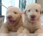Small #7 Goldendoodle