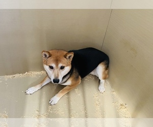 Father of the Shiba Inu puppies born on 10/28/2020