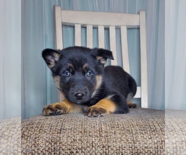 Full screen Photo #3 German Shepherd Dog-Siberian Husky Mix Puppy For Sale in GOSHEN, IN, USA