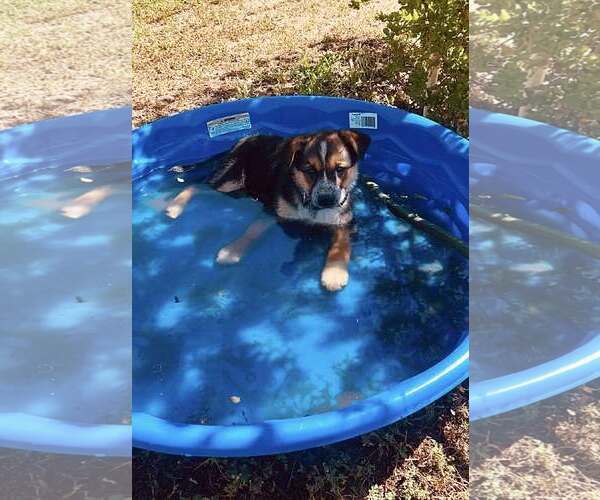 Medium Photo #2 Mutt Puppy For Sale in Paso Robles, CA, USA