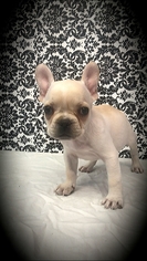 French Bulldog Puppy for sale in EAST MEADOW, NY, USA
