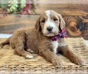 Irish Doodle Puppy for sale in WOOSTER, OH, USA