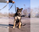 Small #1 American Staffordshire Terrier Mix