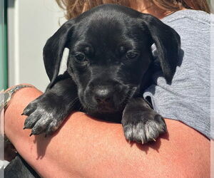 Pointer-Unknown Mix Dogs for adoption in Dana Point, CA, USA