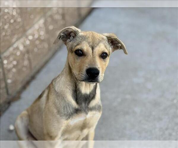 Medium Photo #1 German Shepherd Dog-Unknown Mix Puppy For Sale in Tulsa, OK, USA