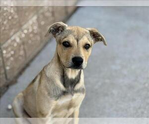 German Shepherd Dog-Unknown Mix Dogs for adoption in Tulsa, OK, USA