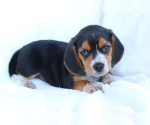 Beagle Puppy for sale in SHILOH, OH, USA
