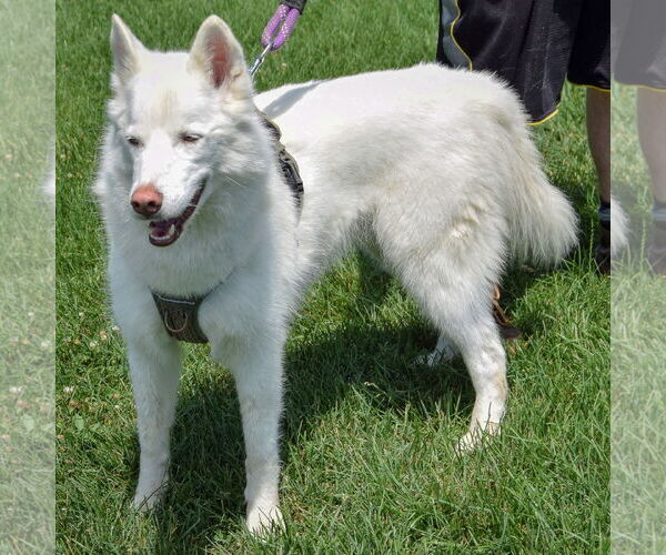 Medium Photo #3 Huskies -Unknown Mix Puppy For Sale in Huntley, IL, USA