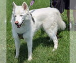 Small #2 Huskies  Mix