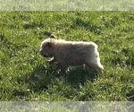 Small Photo #8 Bouvier Des Flandres Puppy For Sale in AMBOY, WA, USA