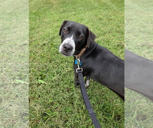 Melody - Female Lab-Pointer Dog for Adoption - Photo #2