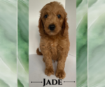 Puppy Jade Goldendoodle-Poodle (Miniature) Mix