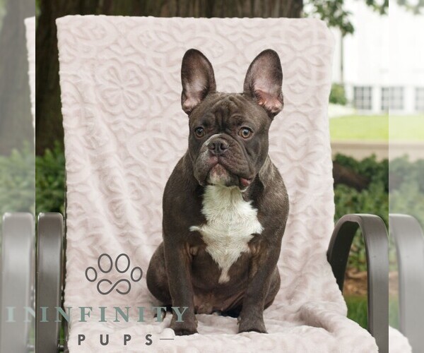 Medium Photo #1 French Bulldog Puppy For Sale in GAP, PA, USA
