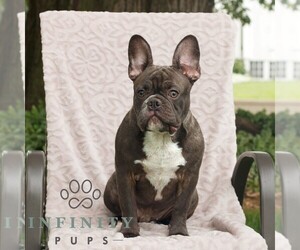 French Bulldog Puppy for sale in GAP, PA, USA