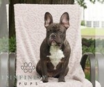 Small French Bulldog