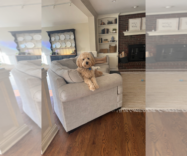 Medium Photo #1 Aussiedoodle Miniature -Goldendoodle Mix Puppy For Sale in VICTORIA, TX, USA