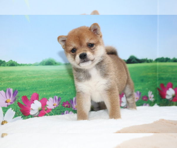 Medium Photo #5 Shiba Inu Puppy For Sale in LOS ANGELES, CA, USA