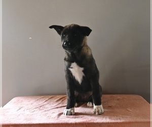 Akita Puppy for Sale in MILLERSBURG, Ohio USA