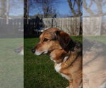 Small #4 Pembroke Welsh Corgi Mix