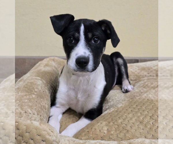 Medium Photo #5 Mutt Puppy For Sale in Lakewood, CO, USA