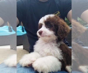 Miniature Bernedoodle Puppy for sale in FRANKLIN, IN, USA