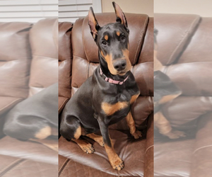 Doberman Pinscher Puppy for sale in QUEENSBURY, NY, USA