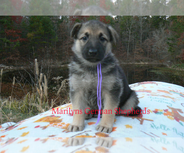 Medium Photo #3 German Shepherd Dog Puppy For Sale in PIEDMONT, MO, USA