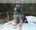 Small #2 German Shepherd Dog