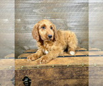 Small Photo #14 Goldendoodle Puppy For Sale in OCALA, FL, USA